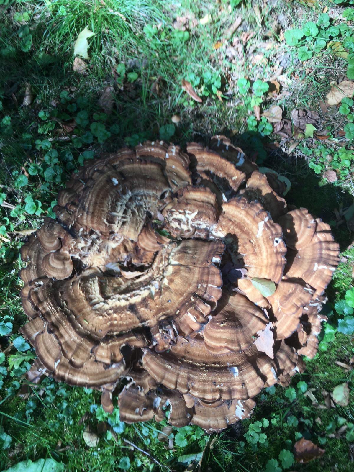 2025 09 19 SNC Burgenwanderung LH b